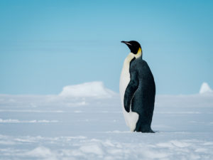 Deep Ocean Search Limited