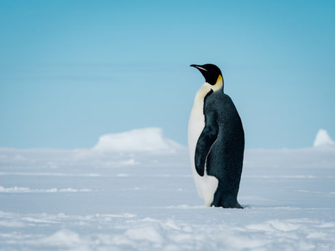 Deep Ocean Search Limited