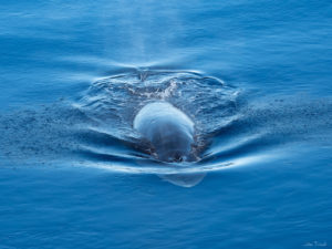 Deep Ocean Search Limited