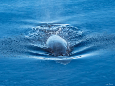 Deep Ocean Search Limited