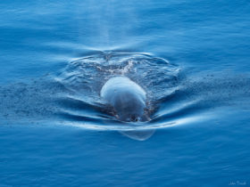 Deep Ocean Search Limited